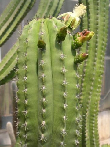 Polaskia_chichipe_1